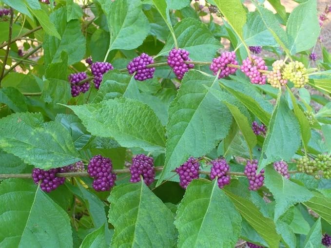 American Beautyberry | 10 Live Plants | Callicarpa Americana | Bird Attracting Beautiful Berries and Foliage