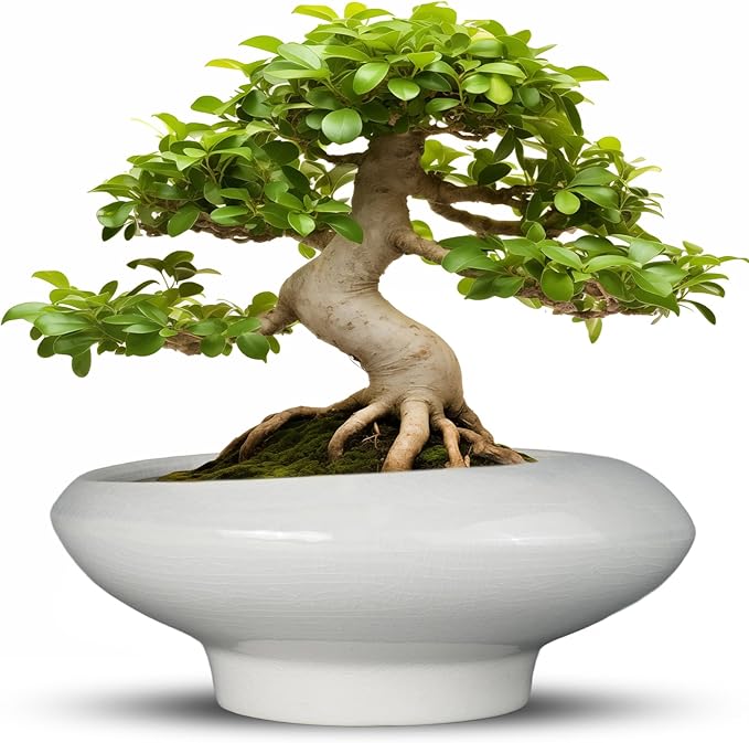 Teagas Bonsai Pots 13 Inch - Ceramic Succulent Pots with Drainage Hole Decorative Plant Pot Indoor Large Outdoor Planter Modern Flower Pot for Home Garden Office Room Decor Gray