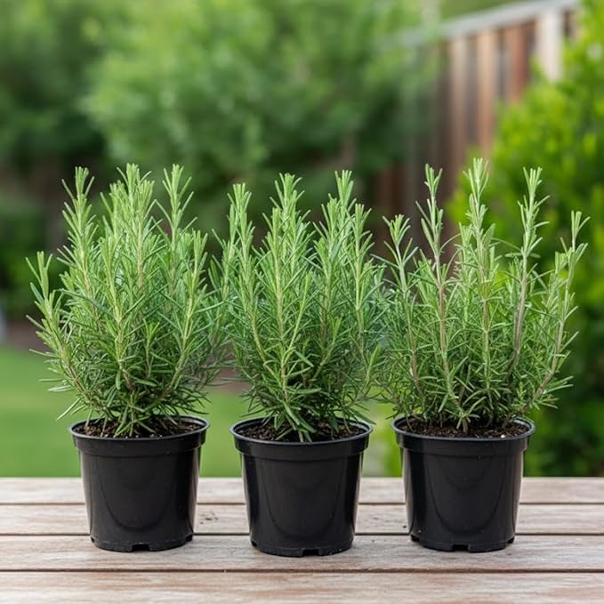 Set of 3 Blue Rosemary Plants 4–8 Inches Tall, Fragrant Herb for Culinary and Decorative Use, Outdoor Planting
