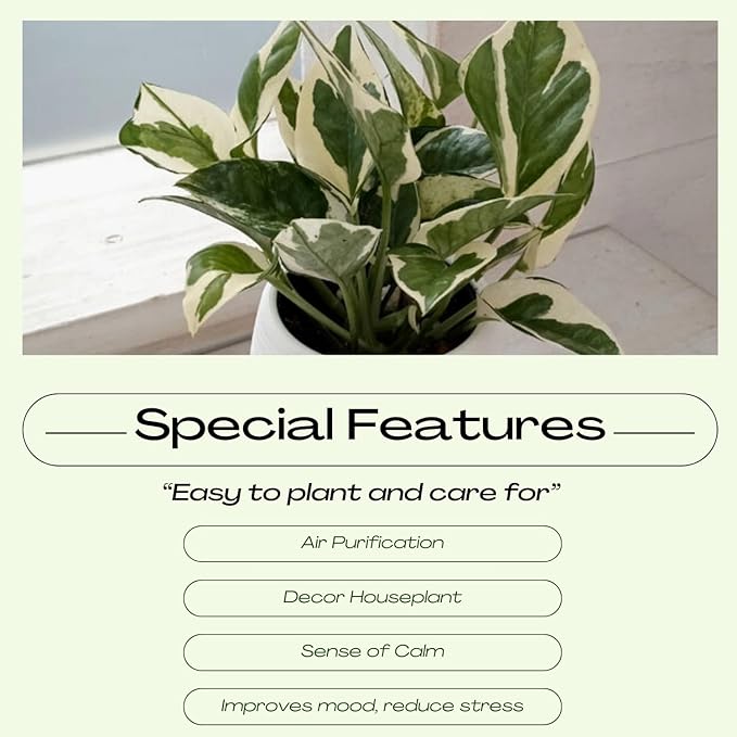 2 Rare White Pattern Pothos Plant, Variegated Plant Live for Indoor, 3 Inches Pot