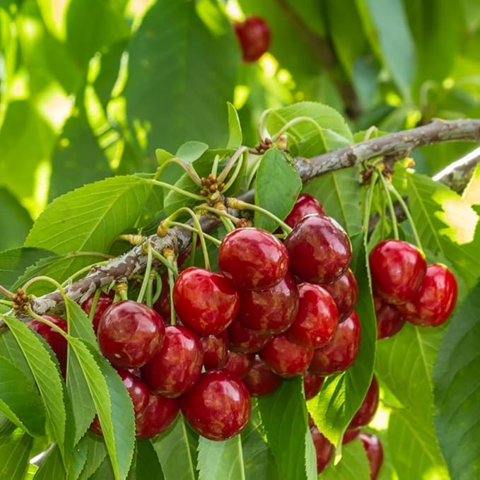 Mix Dwarf Bonsai Fruit Tree Seeds for Planting, 40+ Lemon Tree Seeds 40+ Cherry Tree 40+ Orange 40+ Apple 20+ Blueberry, Organic Fruit Seeds, 5 Variety Individual Packs