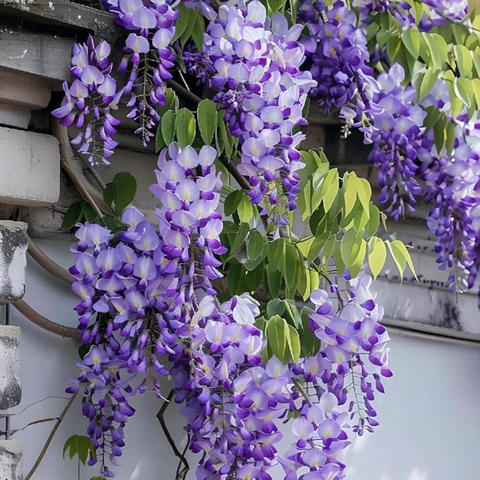 2 American Purple Wisteria Live Plant 6–12 Inch Tall | Hardy, Fragrant Purple Flower Clusters | Easy-Care Climbing Vine for Landscapes, Fences & Outdoor Garden Décor