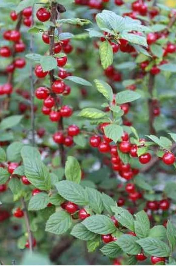 8-16” Tall Nanking Red Bush Cherry 1 Year Old Plant Prunus Tomentosa Cheropugy