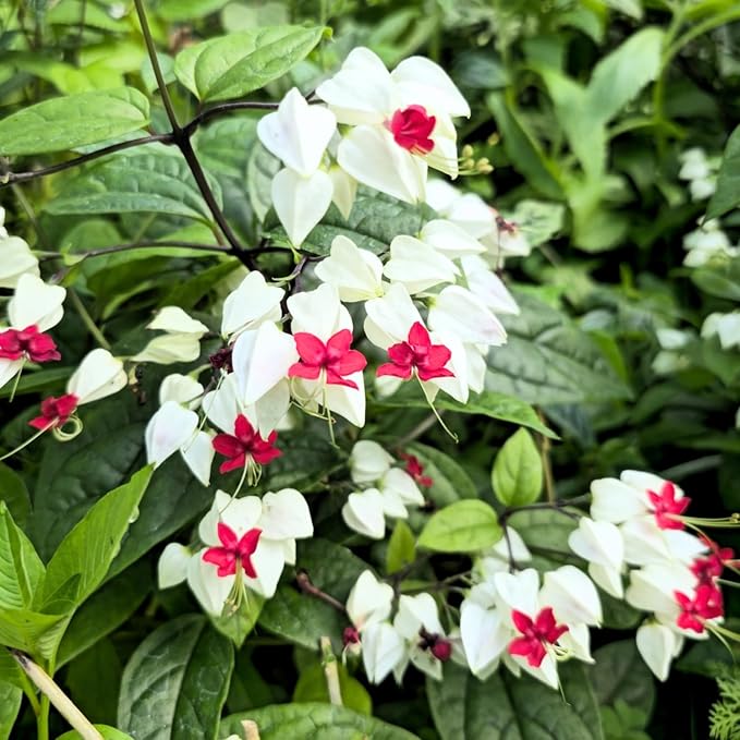 2 White Bleeding Heart Plants Live, Clerodendrum Perennial Shade Flower Plants, 4-6 Inch Tall Well-Rooted