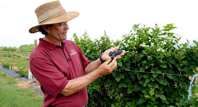 BlackBerry Plants Prime-Ark Freedom Price Includes Four (4) Plants