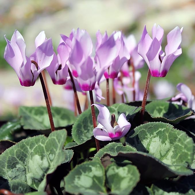 Easy to Grow Cyclamen 'Cilicium' Plant Bulbs (3 Pack) - Light Pink-Purple Flowers ATOP Grey-Green Foliage Winter to Spring Gardens Indoor Outdoor