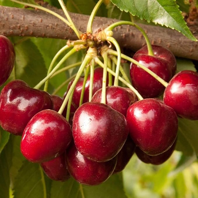 1500+ Mix Fruit Tree Seeds for Planting, 400 Strawberry 200 Blueberry 300 Raspberry 300 Mulberry 200 Cranberry 20 Cherry, 6 Variety Individual Packs Organic Fruit Seeds