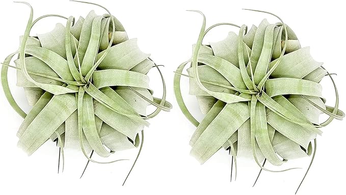 ragnaroc Air Plants - Tillandsia Xerographica, Large 5-7” - 2ct - Live Arrival Gauranteed - House Plants for Home Decor & Gift
