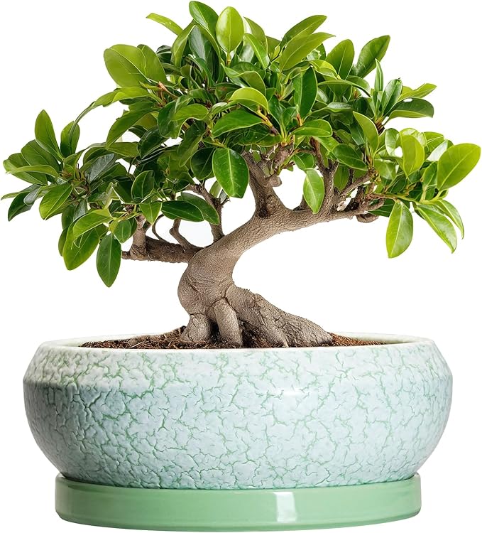 EPFamily Bonsai Pots - 10 Inch Ceramic Succulent Pot with Drainage Hole and Plant Saucer, Succulent Planters for Indoor Outdoor, Round Planter Bowl, Shallow Planter, Home Decor, Gardening Gift, Green
