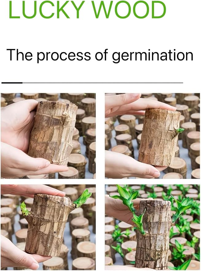 Brazilian Lucky Wood Live Plant | Easy Care Good Luck Indoor Decor | Beginner-Friendly (0-Failure Grow) | Fast Leaf-Growing Feng Shui Wealth Charm (Basic)