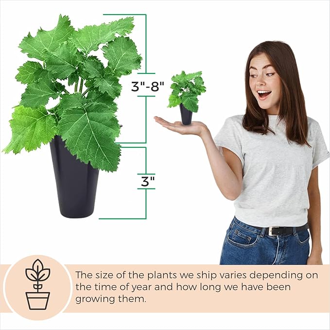 BlackBerry Plant Freedom-Ark (4 Pack) | Live Fruit Plant for Planting | Thornless & High-Yielding Variety | Large, Sweet & Juicy Berries | Perfect for Fresh Eating & Organic Gardens | Easy to Grow