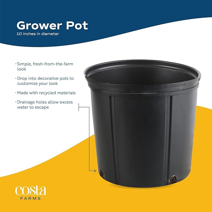 Costa Farms Spathiphyllum Peace Lily Live Indoor Plant, 3-Foot