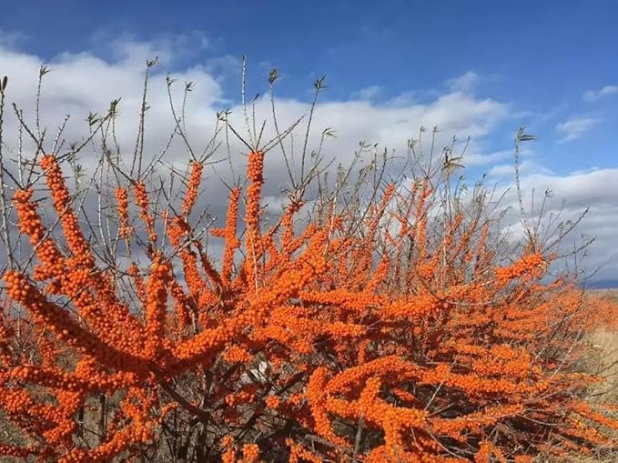 Seaberry Tree Plant, Sea Buckthorn Tree, 1-2 Ft Male or Female tress (This Plant Need a Male Tree for pollination) (Male)