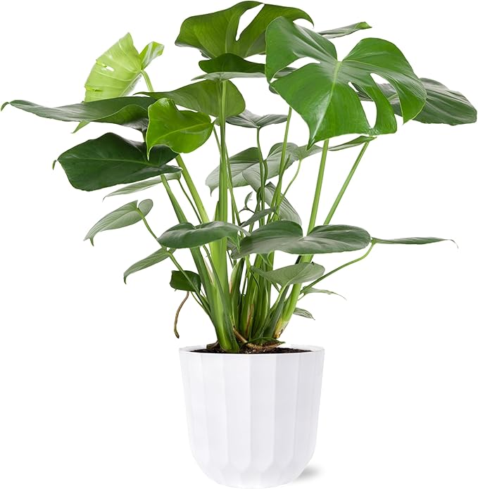 Green Circle Growers 8" Monstera Live Indoor Plants in 8” White Jazz, House Plant, Bright Indirect Light