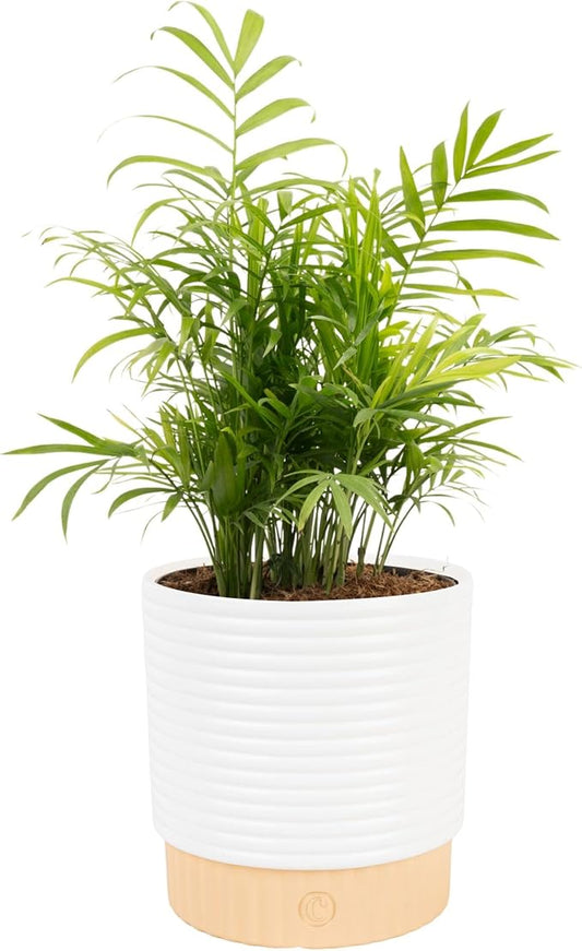 Costa Farms Parlor Palm Live Plant in Decorative Pot, Air Purifying Indoor Houseplant, Perfect for Home, Room, or Office Decor, Great House Warming or Birthday Gift, 14-18 Inches Tall