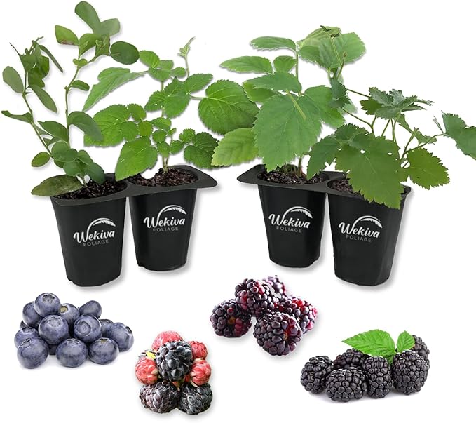 Berry Variety Pack - 4 Live Starter Plants - A Selection of Blueberry, BlackBerry, Boysenberry, and Raspberry Varieties for Your Edible Garden