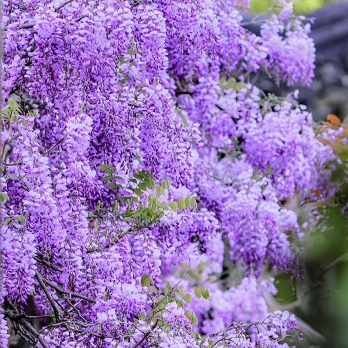 2 American Purple Wisteria Live Plant 6–12 Inch Tall | Hardy, Fragrant Purple Flower Clusters | Easy-Care Climbing Vine for Landscapes, Fences & Outdoor Garden Décor