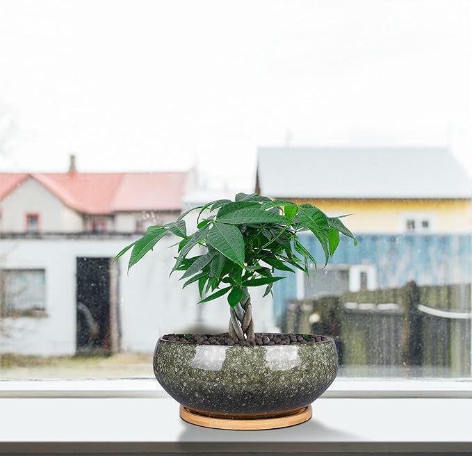 EPFamily 8 Inch Ceramic Bonsai Planter Pot, Glazed Shallow Succulent Planter with Drainage Hole and Bamboo Saucer for Indoor Plants, Brown