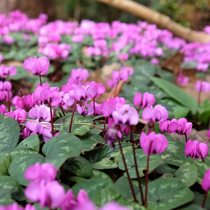 Easy to Grow Cyclamen 'Coum' Plant Bulbs (3 Pack) - Pink-Purple Flowers Above Silver-Green Foliage Winter to Spring Gardens Indoor Outdoor