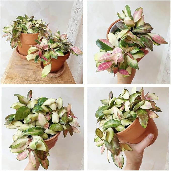HERDUK Terracotta Starter Pots with Saucers – 4 Inch Clay Planting System for Healthy Roots, Reliable Drainage & Indoor Growing, Ideal for Succulents, Seedlings & Small Spaces