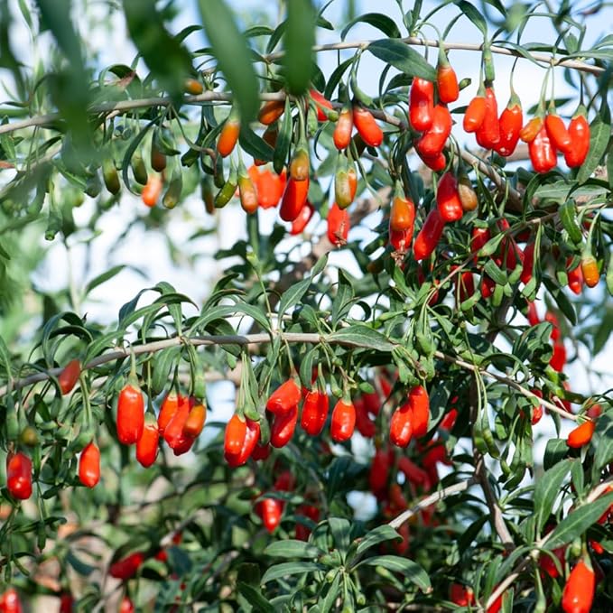 Red Goji Berry Plants Live, Goji Berry Tree Live Plant, 4 Inc Potted, Sweet Fruit Tree Gardening Outdoor