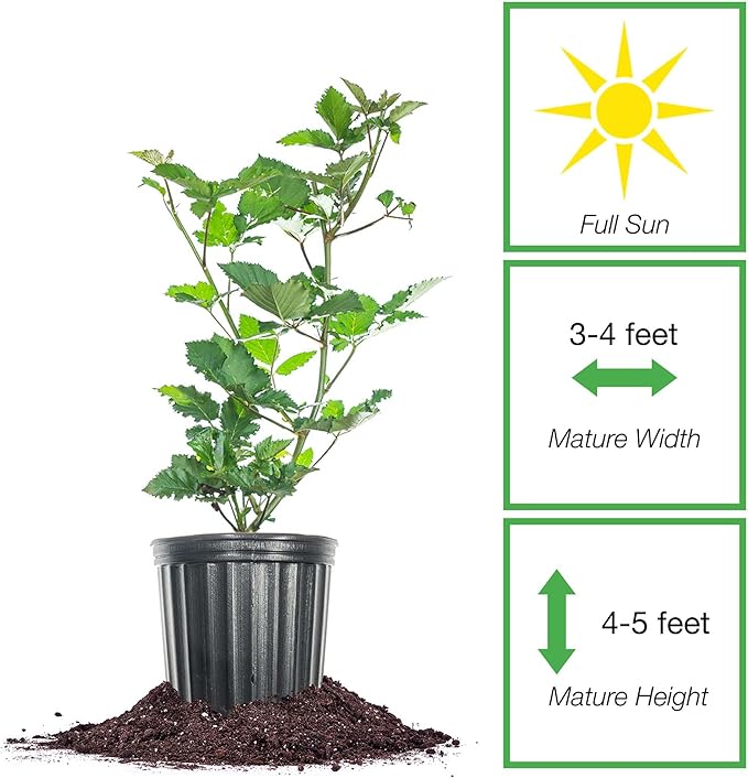 Perfect Plants PrimeArk Freedom BlackBerry Bush 1 Gallon | Live Thornless Fruit for Outdoor Planting | Large Fruits for Home Gardens | Dark Purple Berries Emerge During Early Summer