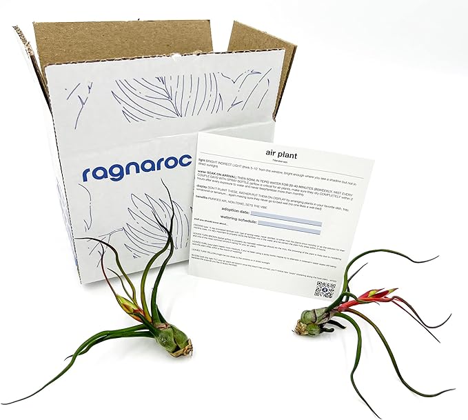 ragnaroc Air Plants - Flowering Tillandsia Bulbosa Guatemala, Large 3-5" - 2ct - Live Arrival Guaranteed - House Plants for Home Decor & Gift