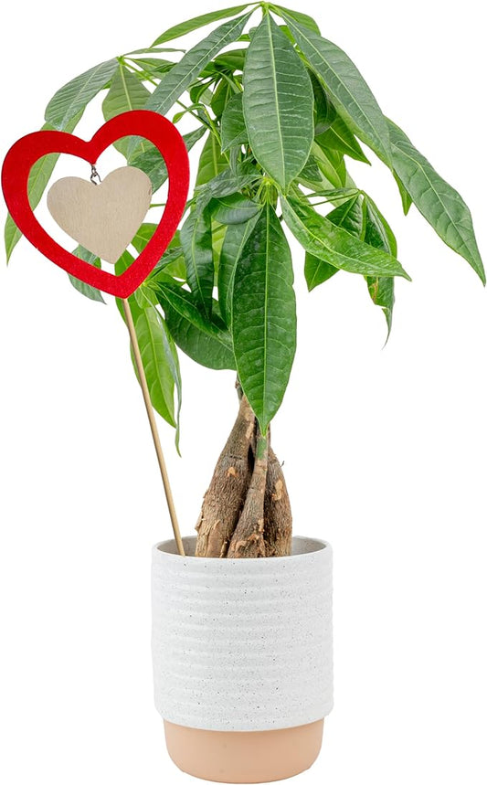 Costa Farms Money Tree Live Plant in Decorative Pot, Easy to Maintain, Air Purifying Braided Indoor Houseplant, Home, Room, or Office Decor, House Warming or Birthday Gift, 12-16 Inches Tall