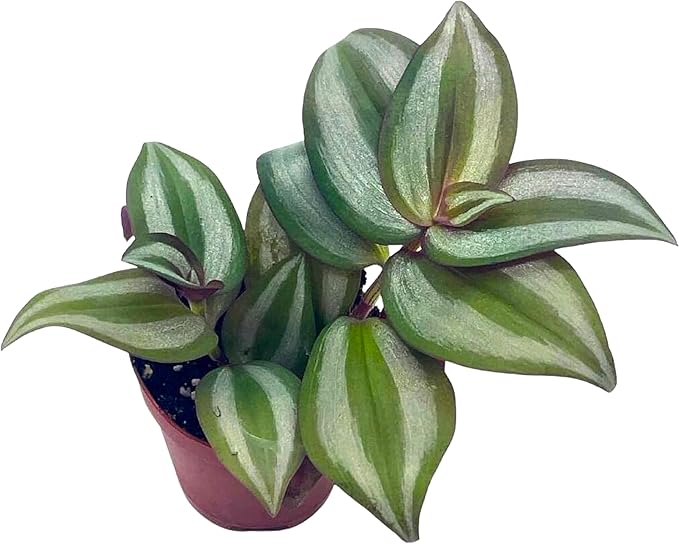 Wandering Jew, Tradescantia zebrina Bosse, Limited, in a 2 inch Pot Super Cute