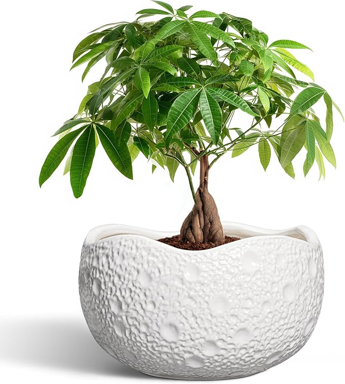 Thirtypot 10 Inch Plant Pot - Ceramic Planter for Indoor Outdoor, Round Bonsai Pots, Decorative Flower Pots with Drainage Hole, Modern Unique Planters, House Decor, Home Gifts, White