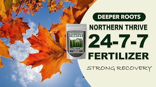 Fertilizer Commercial Grade | Northern Thrive 24-7-7 | 5 Ounces | Granular Controlled Release Feed | High Nitrogen Formula for Woody Ornamentals | Shrubs Trees Foliage Growth Beds Borders Landscapes