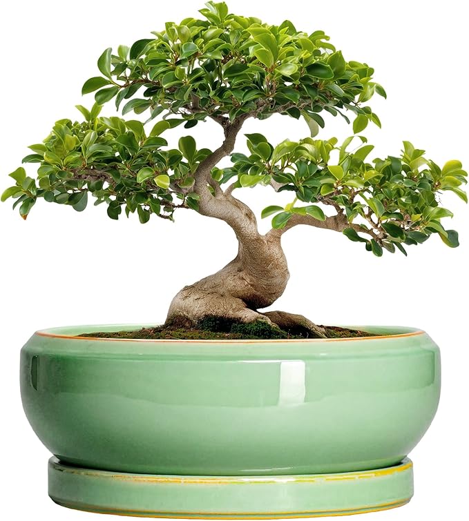 EPFamily Large Bonsai Pots - 13 Inch Ceramic Succulent Pots for Indoor Outdoor, Ceramic Planter with Drainage Hole and Saucer, Shallow Round Planter, Garden Decor, Gifts for Women Men, Light Green