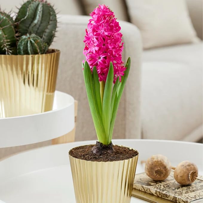 Hyacinth Jan Bos Flower Bulbs – Deep Carmine Red Blooms, Fragrant Spring Hyacinth Bulbs for Fall Planting, Easy Grow Indoor & Outdoor Plant Bulbs, Top Size 16/+ cm