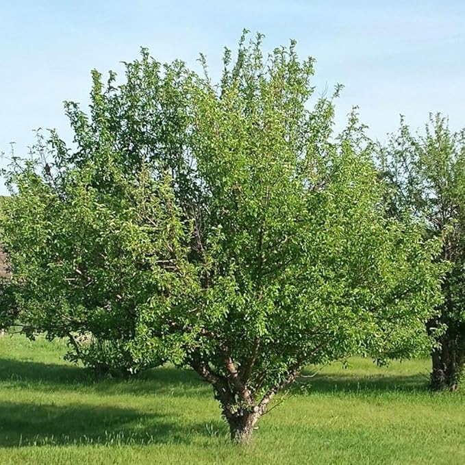 Red Delicious Apple Tree, Deciduous, Fruit Bearing, Fast Growing, 1 gal Nursery Pot, 2-3 ft. Tree Height (Due to Agricultural Laws, we Cannot Ship to CA, AZ, AK, or HI)