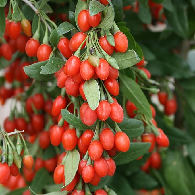 Goji Berry 50 Seeds - Lycium Chinense/Lycium Barbarum, Chinese Wolfberry Plant, Perennial Non GMO Super Fruit, Easy to Grow Goji Berries Seeds for Planting