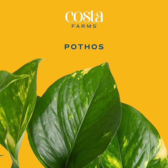 Costa Farms Pothos Plant, Devil's Ivy in Decorative Pot, Easy to Maintain, Air Purifying Indoor Houseplant, Trellis, Shelf, Room, or Office Decor, House Warming Gift, 8-12 Inches Tall