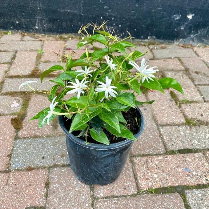 Live Angel Wing Jasmine (Jasminum Nitidum) Plants - Fragrant, White Blooming Evergreen Shrub for Any Garden (2 jas Angel Cups)