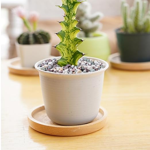 Pulovin 10 lbs Pea Gravel for Plants, Aquarium, Fish Tank, 3/8 inch Decorative Pebbles for Indoor Plants, Succulent, Bamboo, Vase, Drainage Rocks for Potted Plants, Top Dressing, Mixed Color
