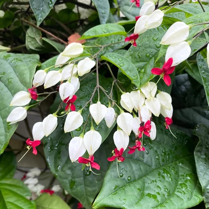 2 White Bleeding Heart Plants Live, Clerodendrum Perennial Shade Flower Plants, 4-6 Inch Tall Well-Rooted