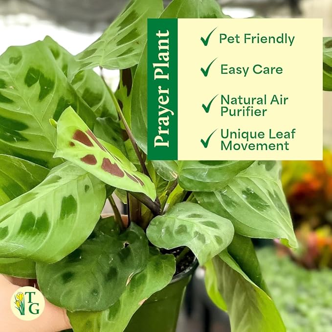 Thorsen's Greenhouse Green Prayer Plant, Live Indoor Plant, Pet Friendly, Uncommon Houseplant, Green Maranta, Easy to Grow, 4" Diameter Pot (Copper)