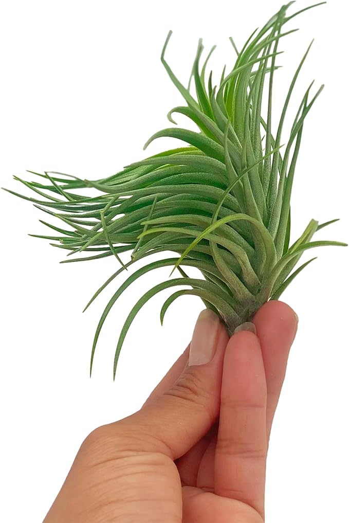 ragnaroc Air Plants - Flowering Tillandsia Pink Paske Large 5" - 3ct - Live Arrival Guaranteed - House Plants for Home Decor & Gift