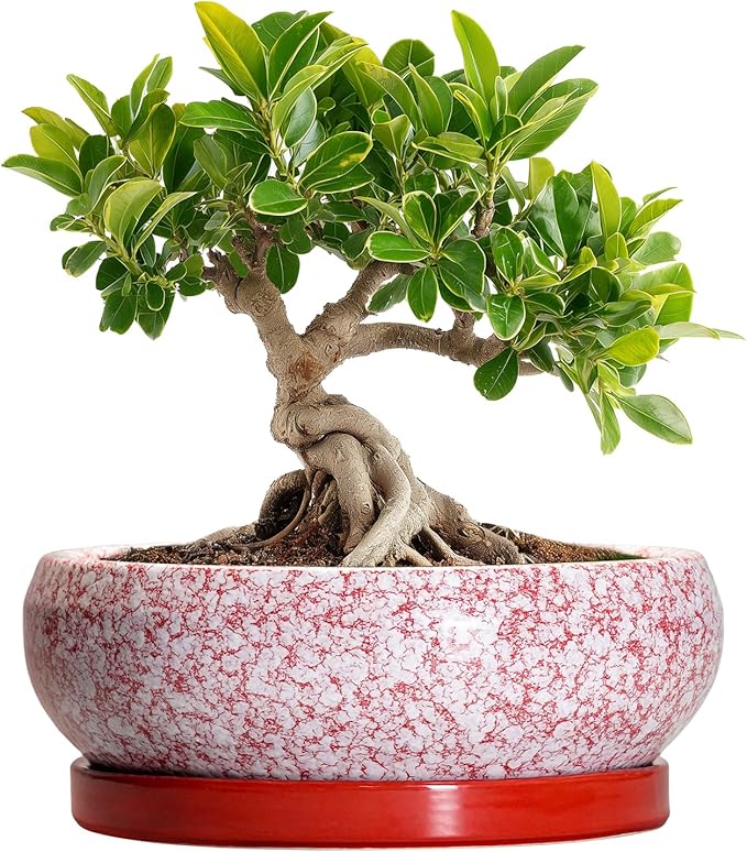 EPFamily Bonsai Pots Small - 6 Inch Ceramic Succulent Pots with Drainage Hole and Ceramic Saucer, Succulent Planters Indoor Outdoor, Shallow Round Planter, Apartment Decor, Housewarming Gifts, Red