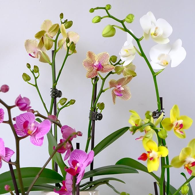Premium White Live Orchid Plant Blooming in 3.5" Blue & White Orchid Pot, Live Plants, Houseplant Gifts, Approx. 16" Tall, Pet Friendly Houseplants, Phalaenopsis Moth Flower by Plants for Pets