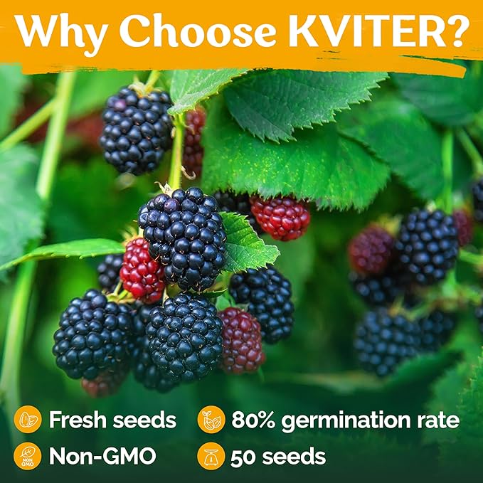 KVITER 50 Black Raspberry Seeds (Rubus Occidentalis) – Organic Raspberries Heirloom Seeds, Non GMO Blackcap Berries Perennial Bush Seeds – Perfect Fruit Seeds for Planting in Any Outdoor Garden