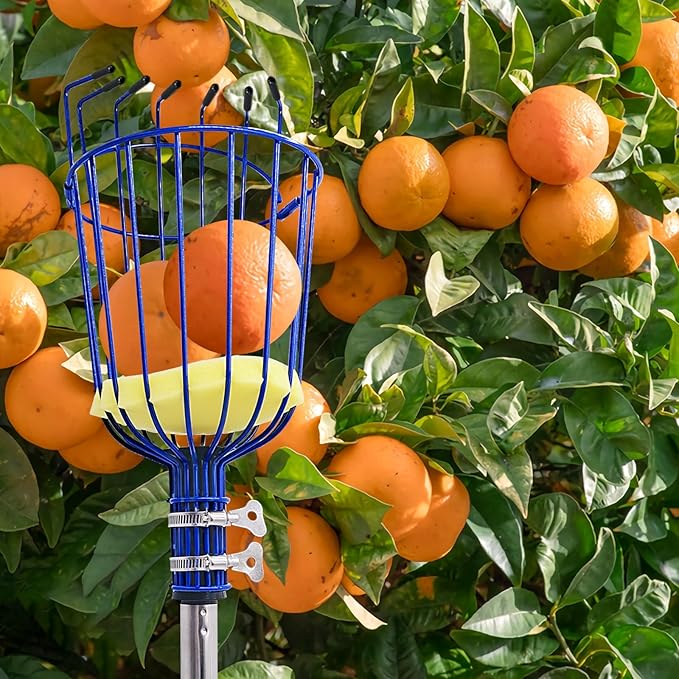 Fruit Picker Tool with Basket, 35-72 Inch Adjustable Long Handle Fruit Picking Pole - for Harvesting Lemon Avocado Apple Mango Pear Orange & Tall Tree Fruits