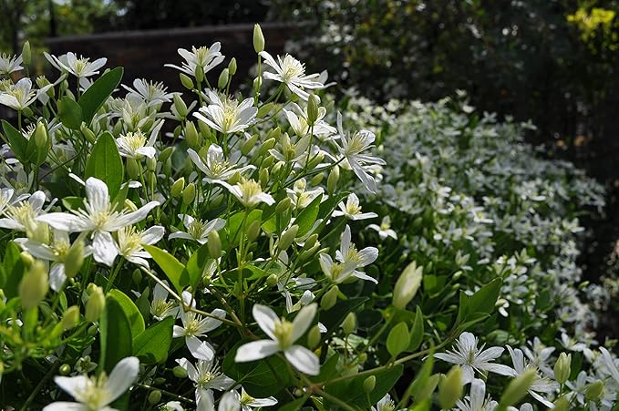 Clematis Sweet Autumn - Live Plant in a 4 Inch Growers Pot - Clematis 'Sweet Autumn' - Starter Plants Ready for The Garden - Beautiful White Flowering Vine