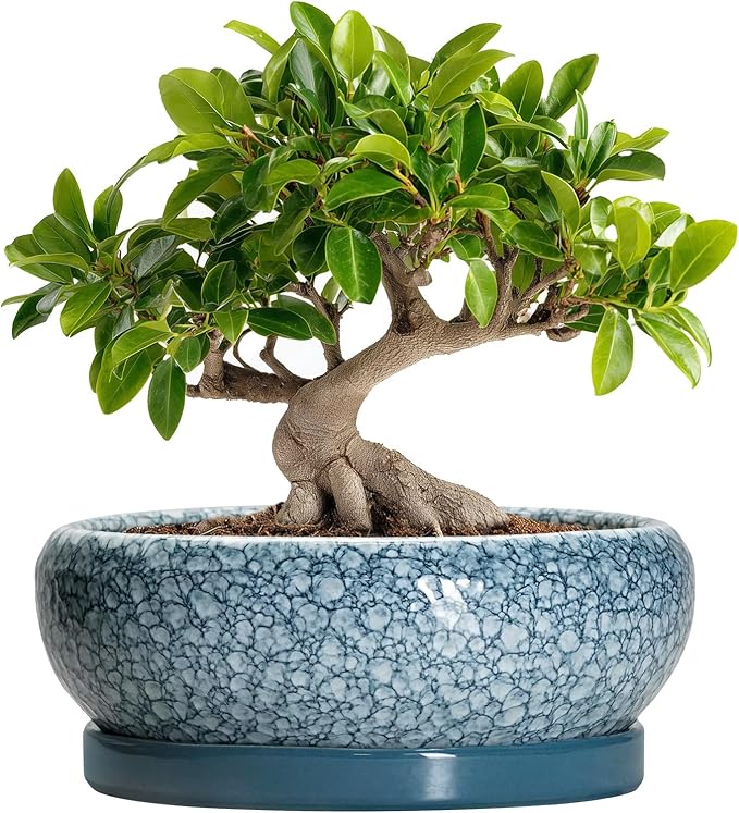 EPFamily Bonsai Pots 10 Inch - Ceramic Succulent Planters with Drainage Hole and Saucer, Succulent Pots for Indoor Outdoor, Shallow Flower Pot, Round Planter, Patio Decor, Housewarming Gifts, Blue