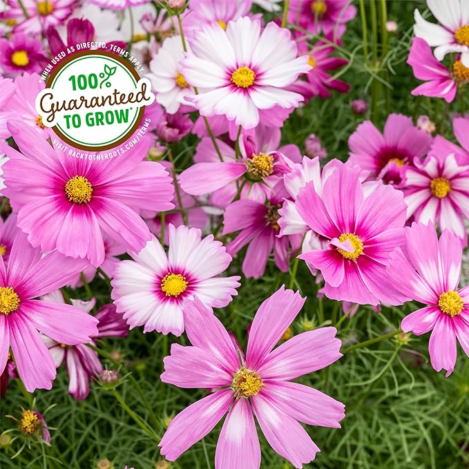 Back to The Roots Organic Cosmos Flower Grow Kit with Plantable Starting Pot Soil and Seeds
