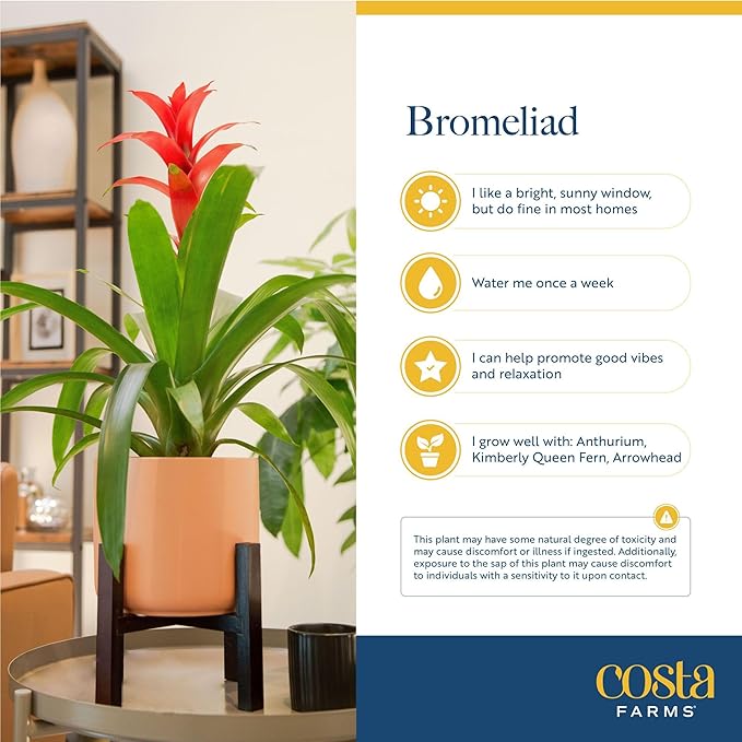 Costa Farms Bromeliad Live Plant | Blooming Flowers, 20-Inches Tall | Live Indoor Houseplant in Garden Flower Pot | Color Varies | Housewarming Gift | Home, Office and Room Decor
