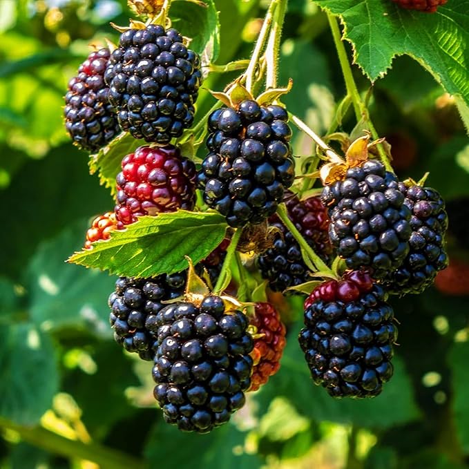 200+ BlackBerry Seeds for Planting Non-GMO Organic BlackBerry Seeds for Garden Outdoor - Sweet,Healthy Fruit